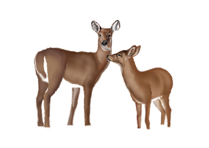 Deer