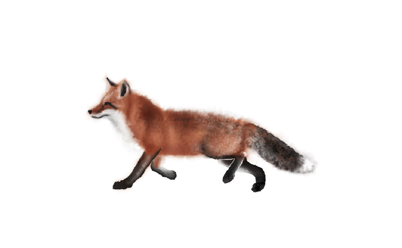 Fox