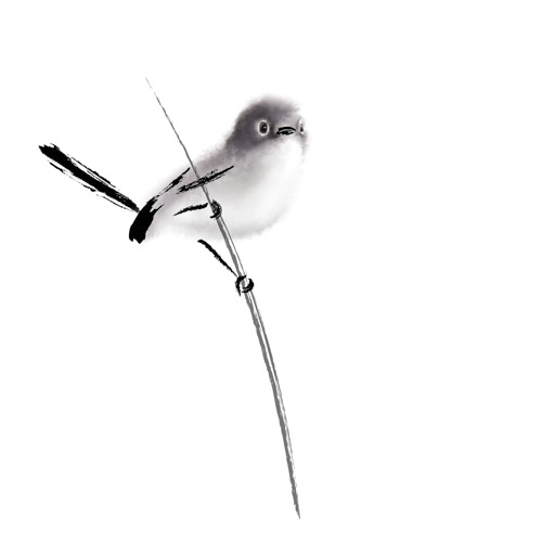 Gnatcatcher