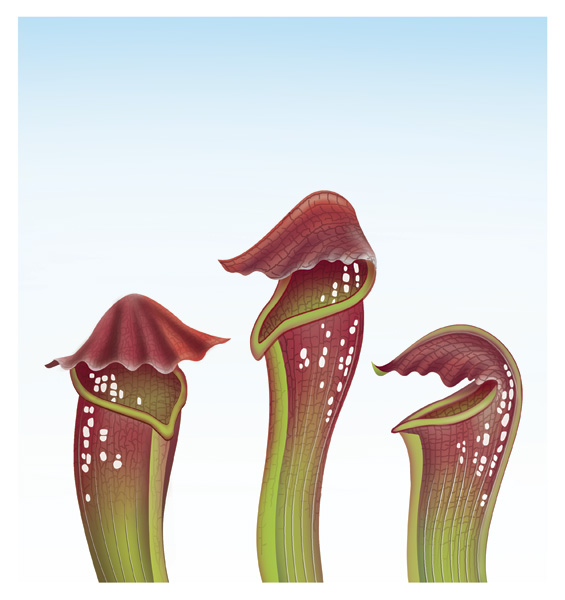 PitcherPlant