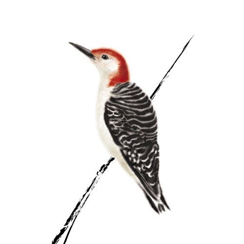 Woodpecker