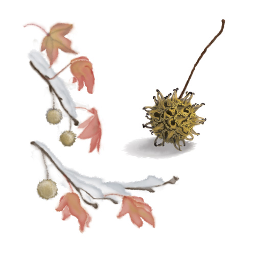 Sweetgum